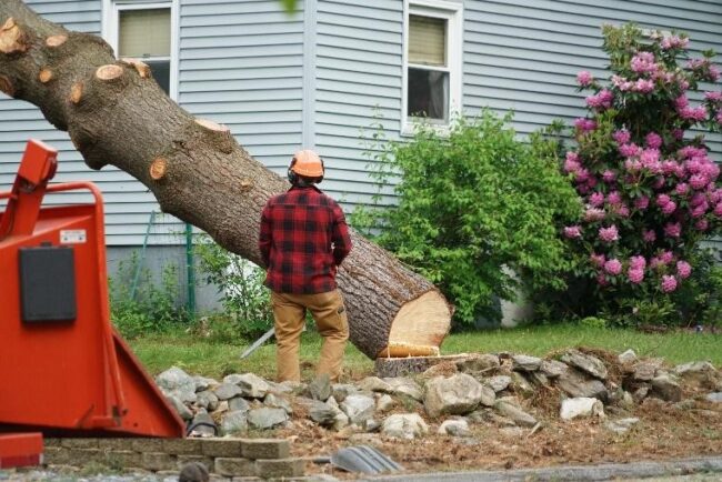 Tree Removal St George